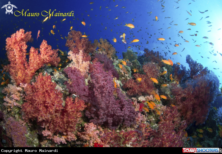 A Red Sea soft corals Panorama