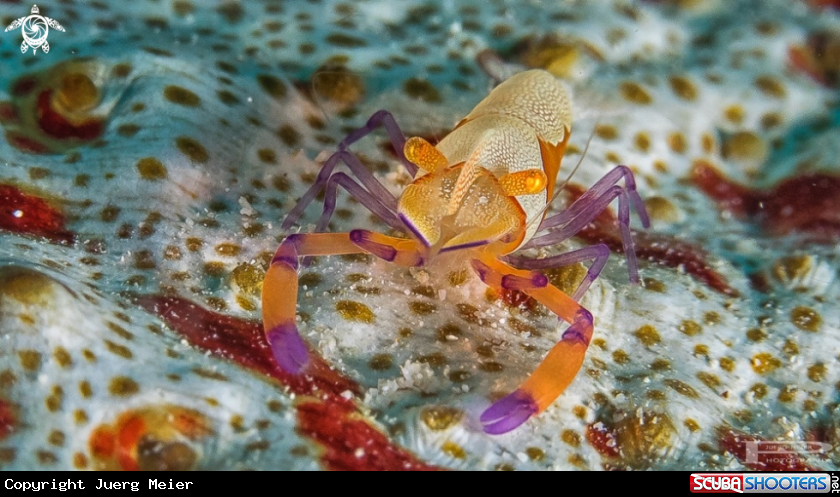A Emporer shrimp