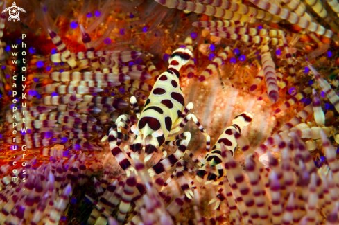 A Periclimenes colemani | coolman shrimp