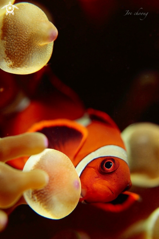 A Amphiprion ocellaris  | Anemone clownfish 