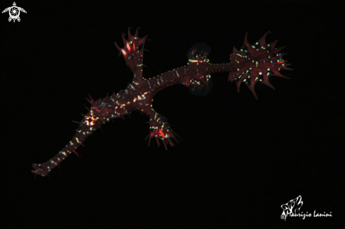 A Solenostomus paradoxus  | Harlequin gost pipefish  