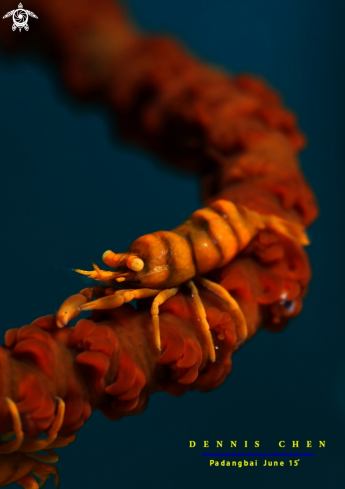 A Whip Coral Shrimp - 