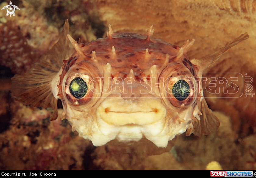 A Pufferfish 