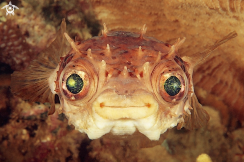A Pufferfish 