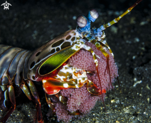 A  mantis shrimp
