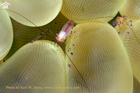 A Couple from Vir philippiensis | Bubble shrimp