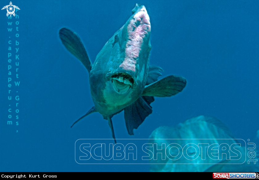 A bumphead Parrot Fish