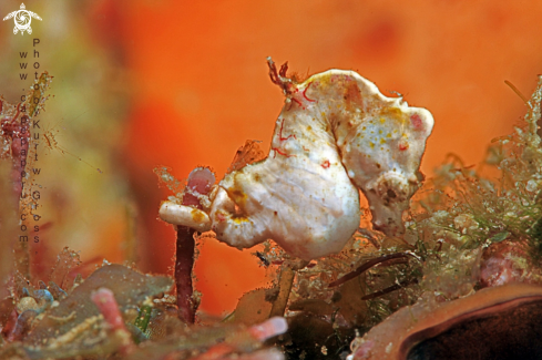 A Hippocampus pontohi | Pontohi Seahorse