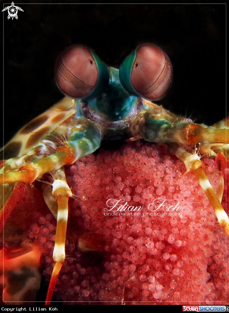 A Peacock Mantis Shrimp with Eggs