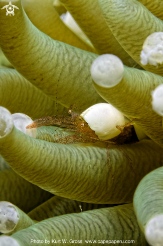 A Hamopontonia Corallicola | Bubble Shrimp