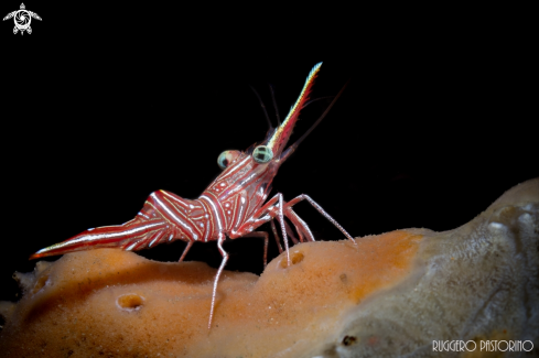 A Rhynchocinetes durbanensis | Cleaner shrimp