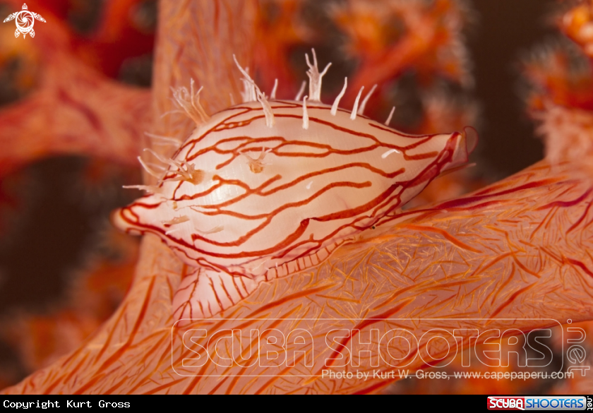 A Couwri on Softcoral