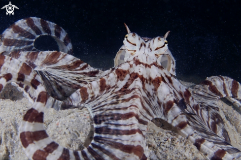 A Thaumoctopus mimicus | Mimic octopus