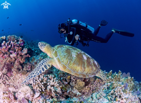 A Chelonia mydas | Green Sea Turtle and man
