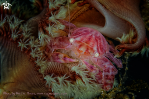 A Lissoporcellana sp. | Porzelan Crab with Eggs