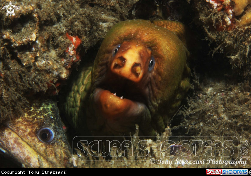 A Green moray eel