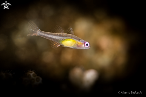 A Pink eye goby
