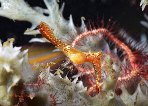 A Leander plumosus | Duck shrimp