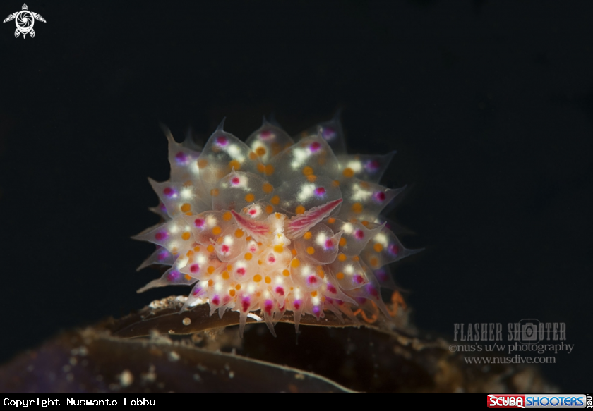 A Nudibranch Janolus