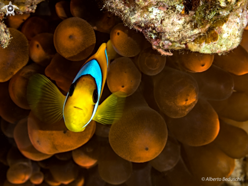 A Amphiprion chrysopterus | Clownfish