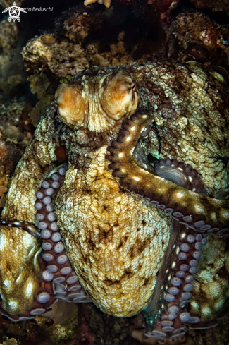 A Octopus vulgaris | Octopus