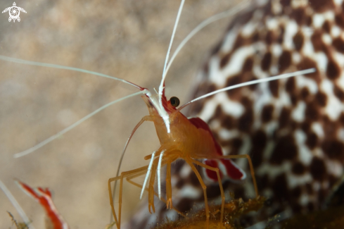 A Lysmata grabhami, Gymnothorax moringa | Scarlet striped cleaning shrimp on a moray eel