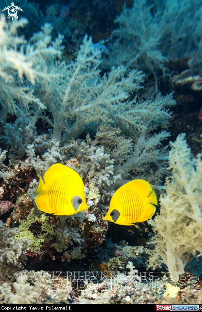 A Masked butterflyfish 