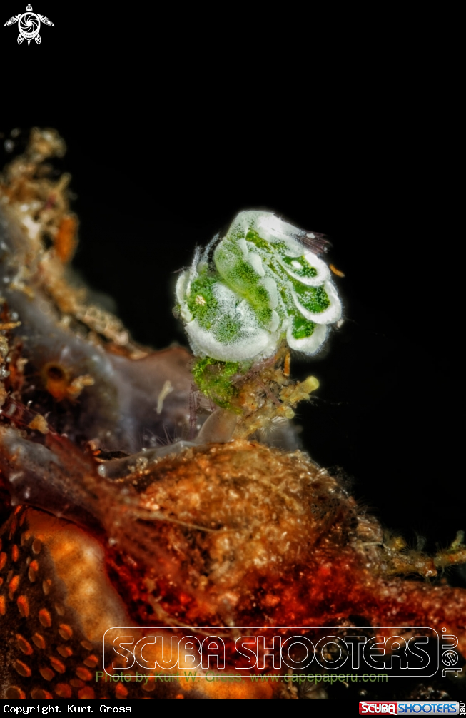 A Green Hairy Shrimp