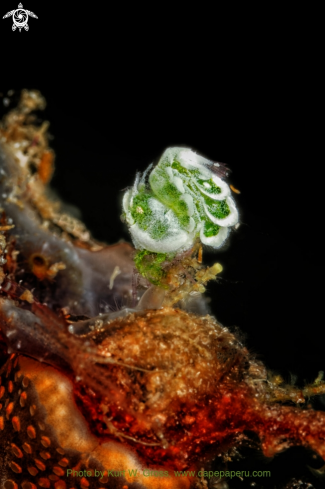 A Phycocaris simulans | Green Hairy Shrimp