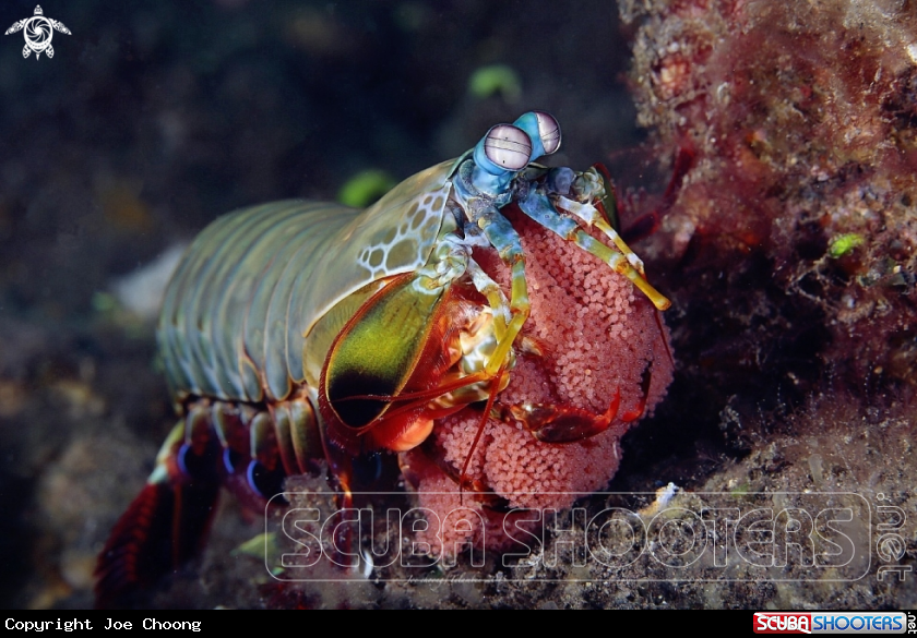A Peacock Mantis shrimp