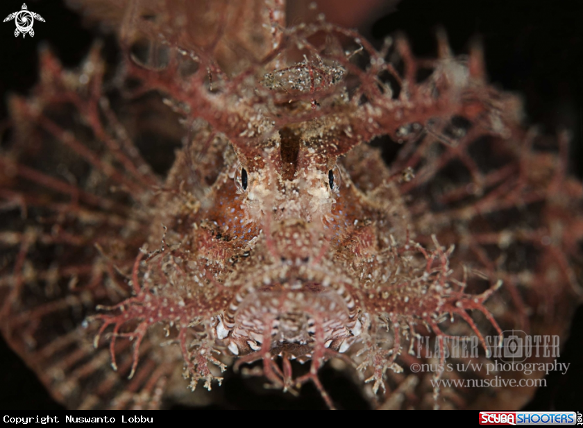 A Ambon scorpionfish