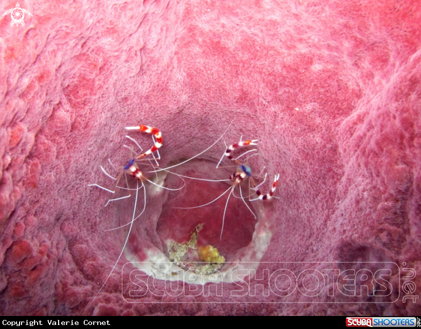 A Banded Coral Shrimp