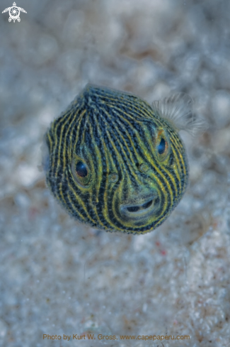 A Juv. Puffer Fish