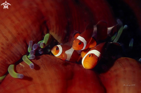A Amphiprion percula | Clownfish 