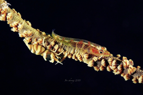 A Bryaninops yongei & Dasycaris zanzibarica | Goby & Shrimp