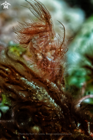 A Phycocaris simulans | Hairy Shrimp
