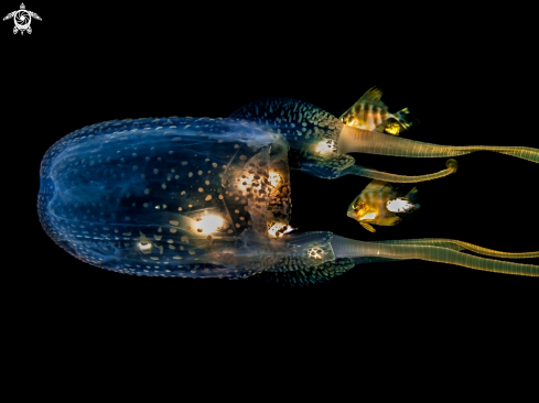 A Morbakka virulenta | Box Jellyfish