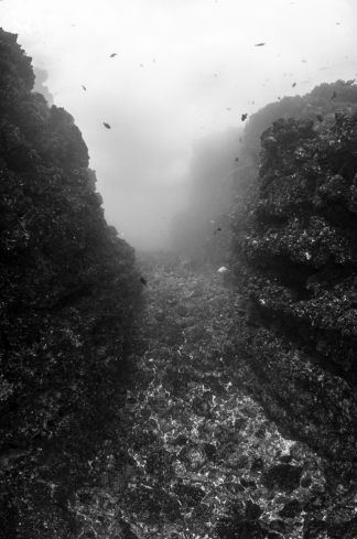 A underwater reefscape