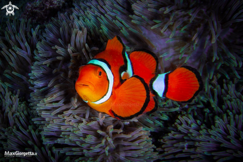 A amphiprion percula | clown fish PNG 