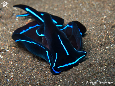 A Chelidonura varians | Sea Slug