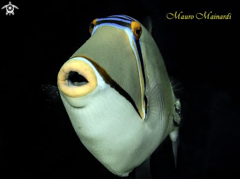 A Picasso triggerfish
