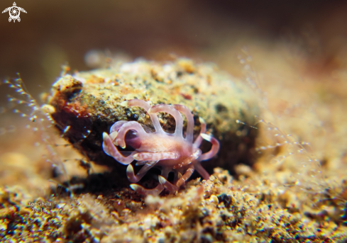 A  Okenia kendi | Nudibranch 