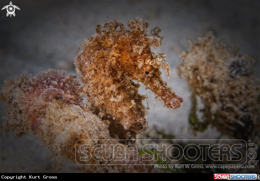 A Seahors Moluccas