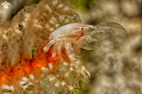 A Porcellanella triloba | Porzelan Crab