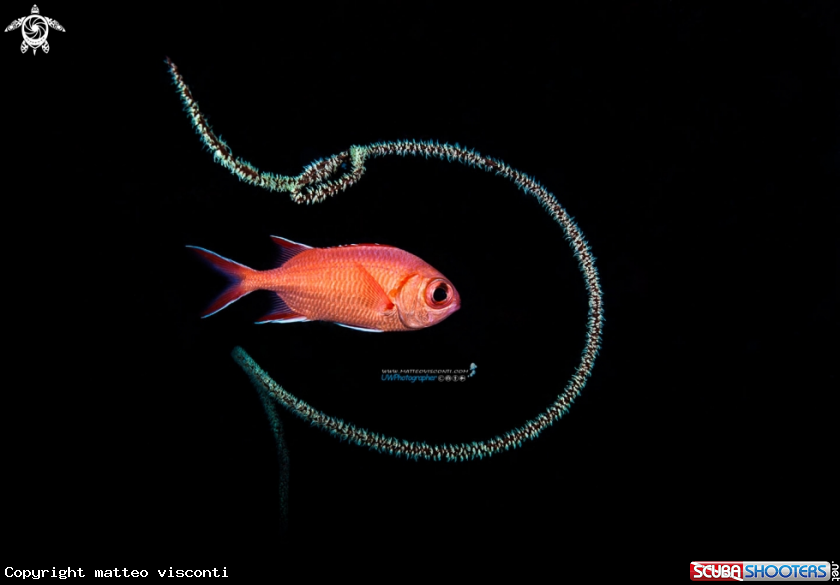 A red fish with wire coral