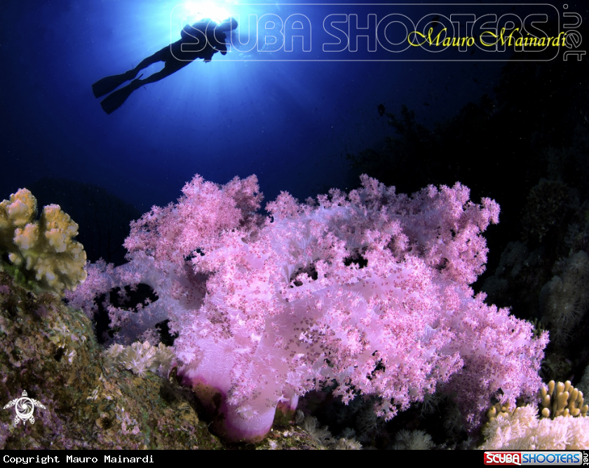 A Soft coral.