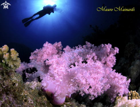 A Soft coral.
