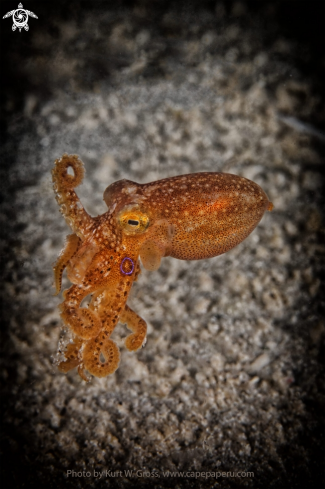 A Ocellate Octopus - Octopus mototi | Octopus Mototi