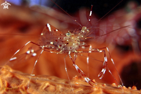 A Clear cleaner shrimp