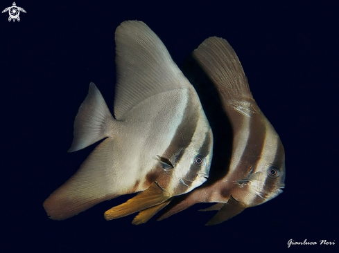 A Platax teira | Batfish